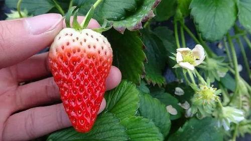 欧美国产日韩草莓视频,全球视角下的草莓文化盛宴