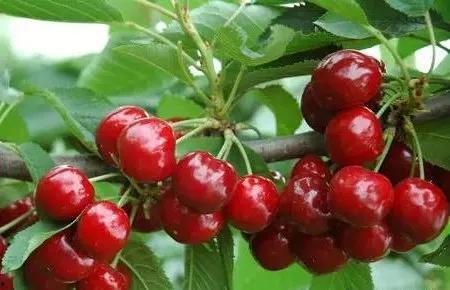 国产大樱桃真假对比视频